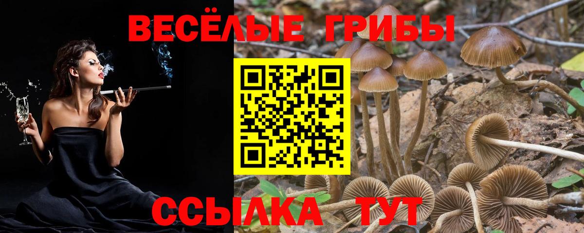Галлюциногенные грибы Psilocybe  Вход с VPN  Полысаево 